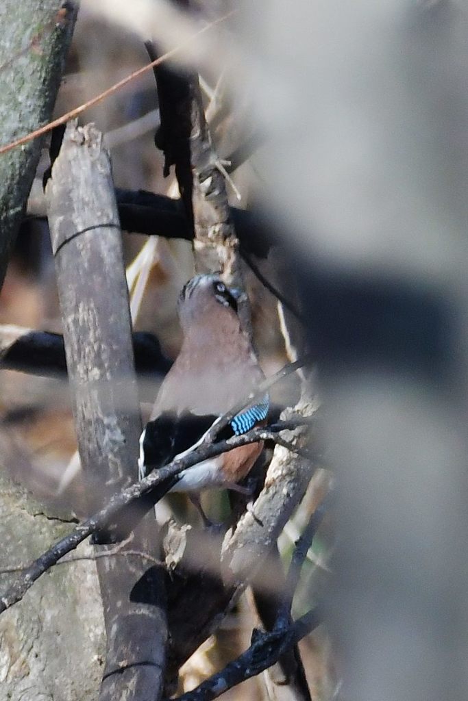 何とか・・・　DSC_7172