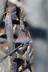 何とか・・・　DSC_7172