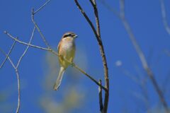 いつものモズくん　　DSC_3240