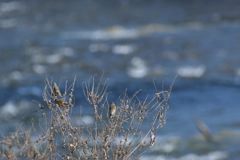 川原のカワラヒワ　DSC_2057