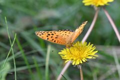 野の花にツマグロヒョウモン　　　DSC_3699