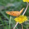 野の花にツマグロヒョウモン　　　DSC_3699