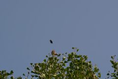 チョウトンボと野鳥　DSC_7347
