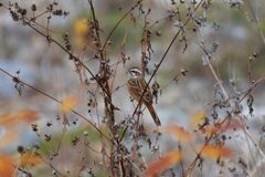 ホオジロ　　DSC_0883