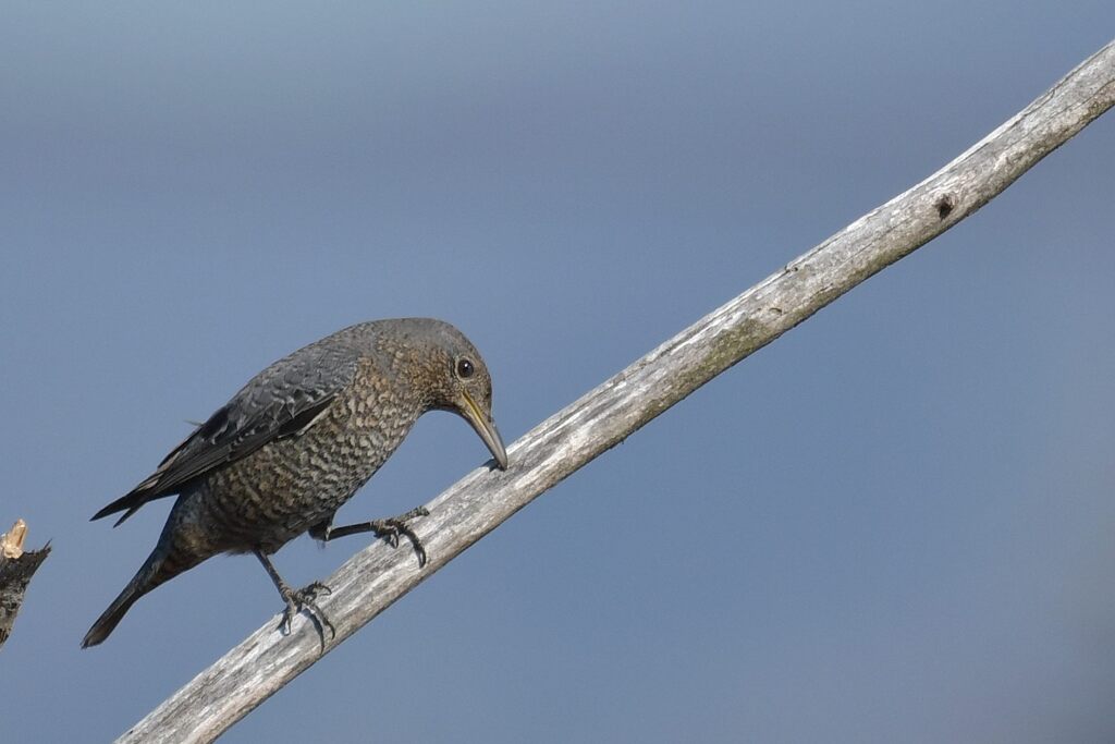 何かいるかな・・・　DSC_5457