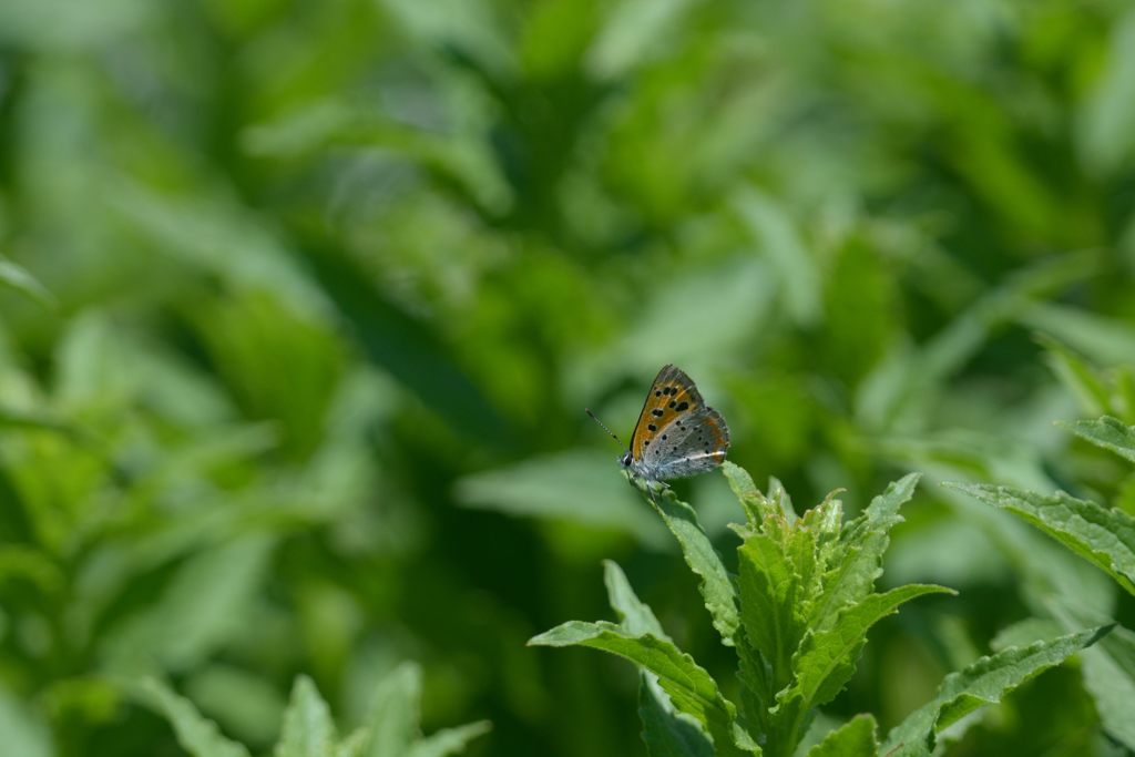 緑に抱かれて　DSC_4719
