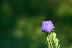 深呼吸　　DSC_7790