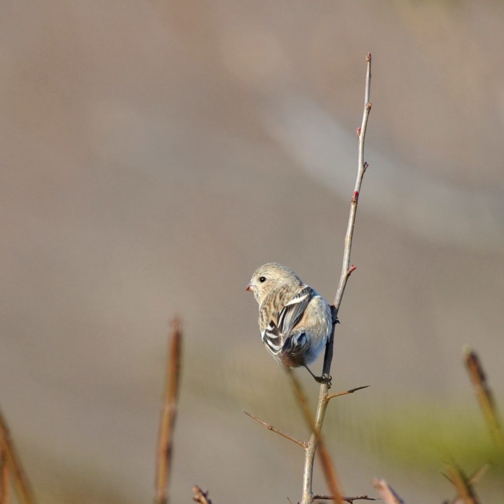 どこへ行こうかな・・・　DSC_9777