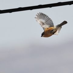 チャンス！　　DSC_8906