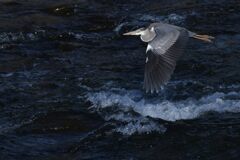 青の舞い　DSC_4910