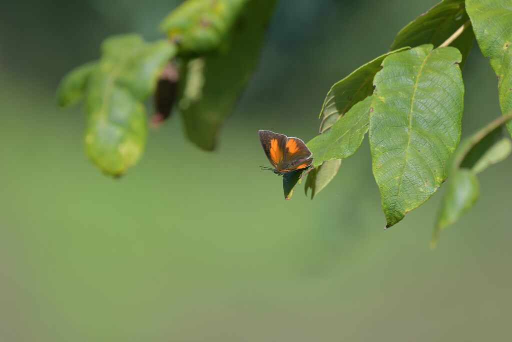ウラギンシジミ　１　DSC_2395
