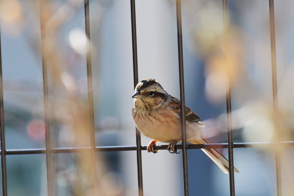 ホオジロのご挨拶　DSC_4530