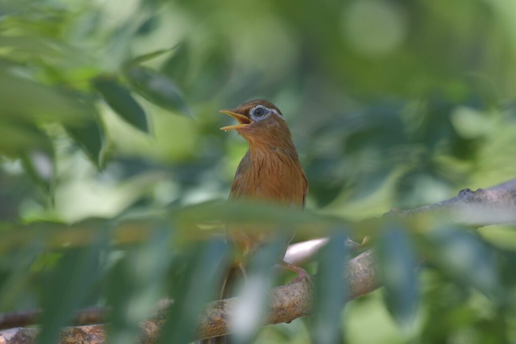 ガビチョウ　　DSC_5368