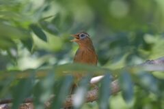 ガビチョウ　　DSC_5368