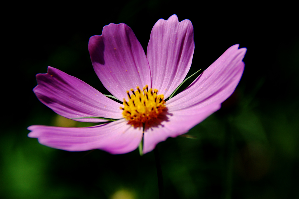 「独り舞台」　　DSC_3047