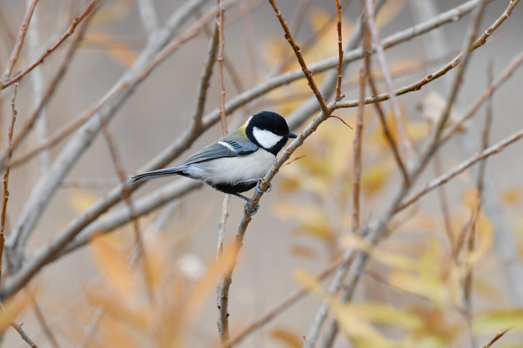 シジュウカラ　　　DSC_6017