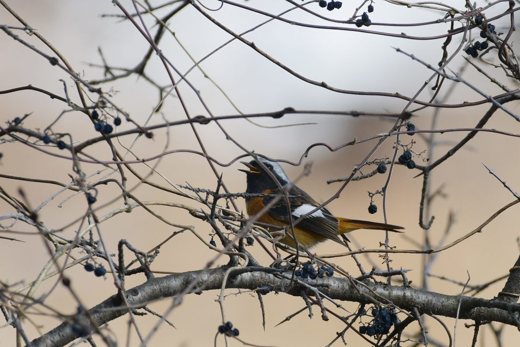 捕（撮）るのに邪魔！　DSC_6144