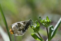 野の花にツマキチョウ　　DSC_4084