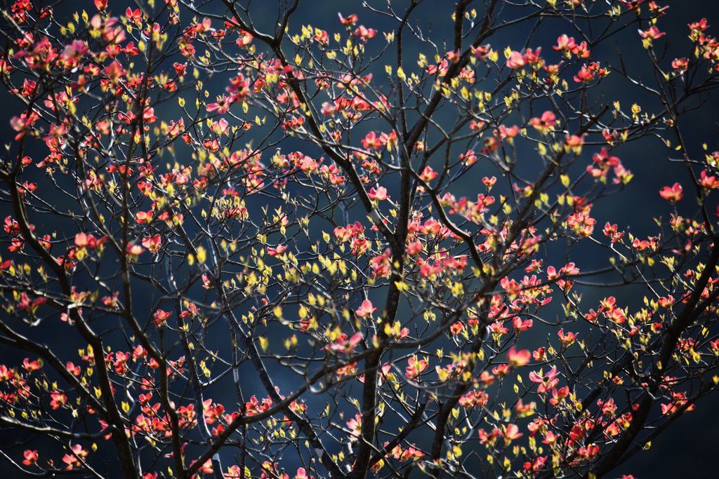 ハナミズキ輝く　DSC_1638