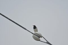 見守る　　DSC_4723