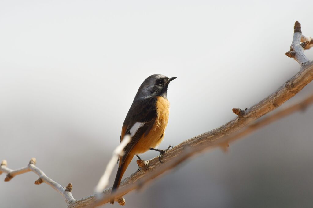 何想う　　DSC_4654