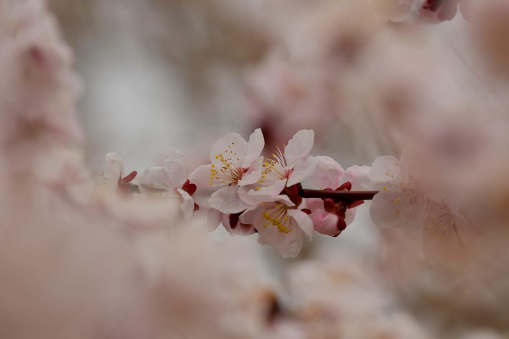 梅の花　３　DSC_8206