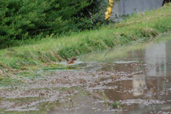 水浴び（モズ）　　DSC_1095