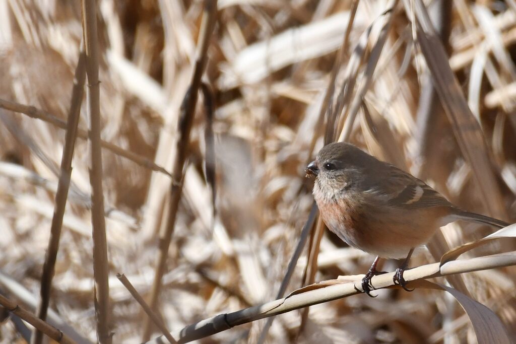 ベニマシコ　　　DSC_7335
