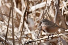 ベニマシコ　　　DSC_7335