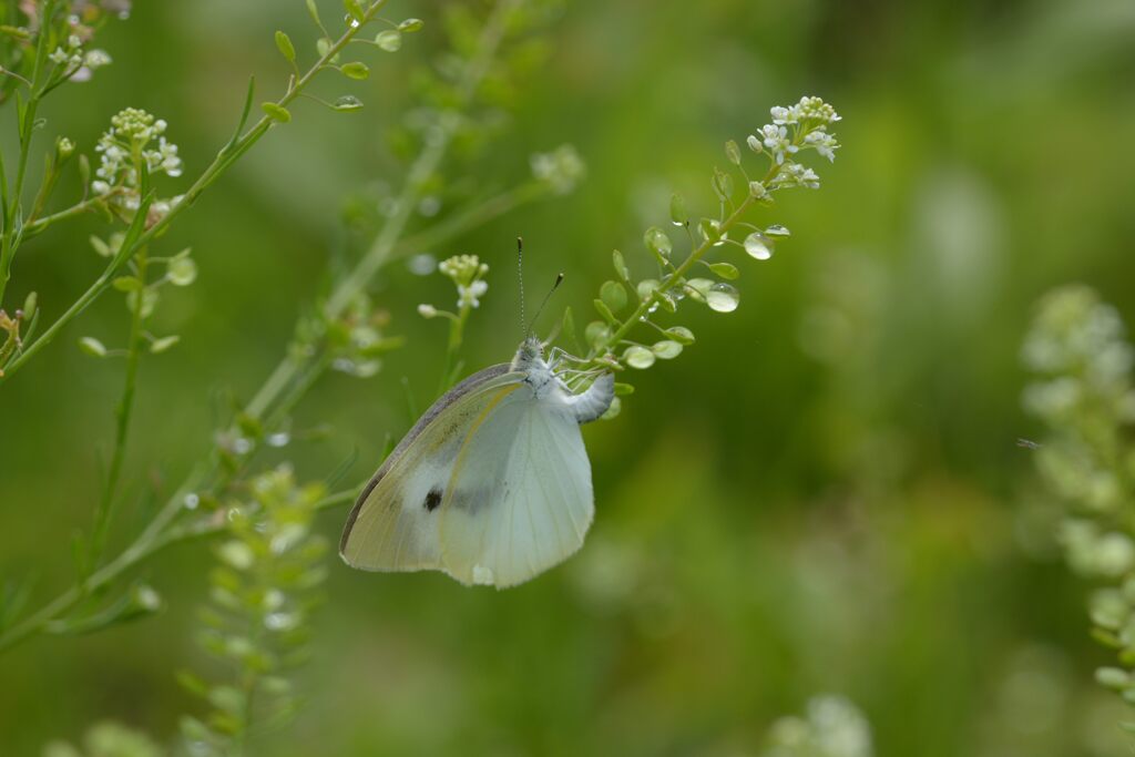 命を託す　DSC_6394