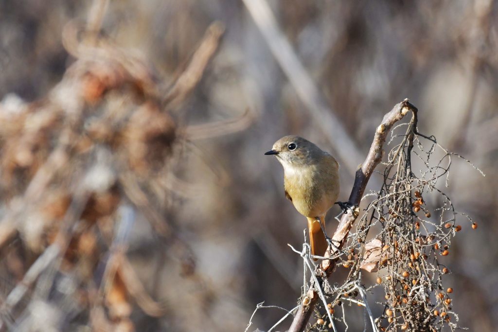 知らん顔　DSC_3032