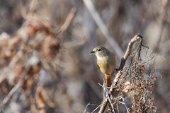 知らん顔　DSC_3032