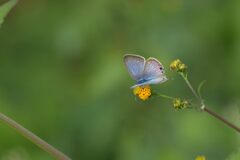 野の花にウラナミシジミ　１　DSC_7658