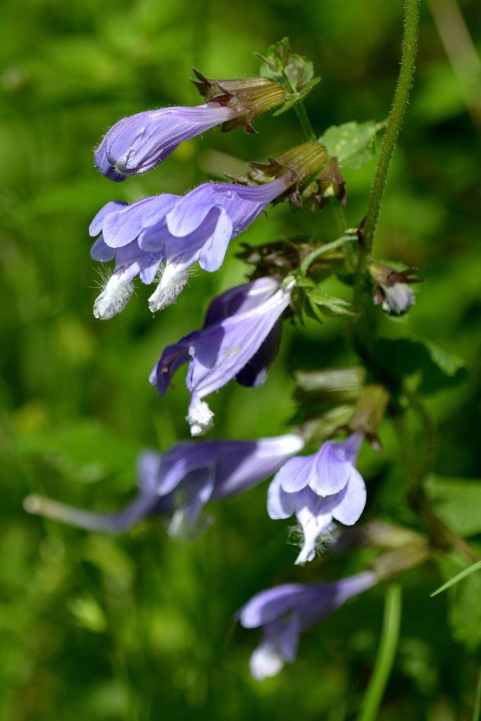 ラショウモンカズラ　DSC_4306