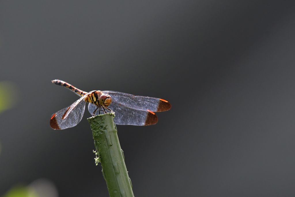 秋の予感　４　DSC_8104