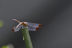 秋の予感　４　DSC_8104