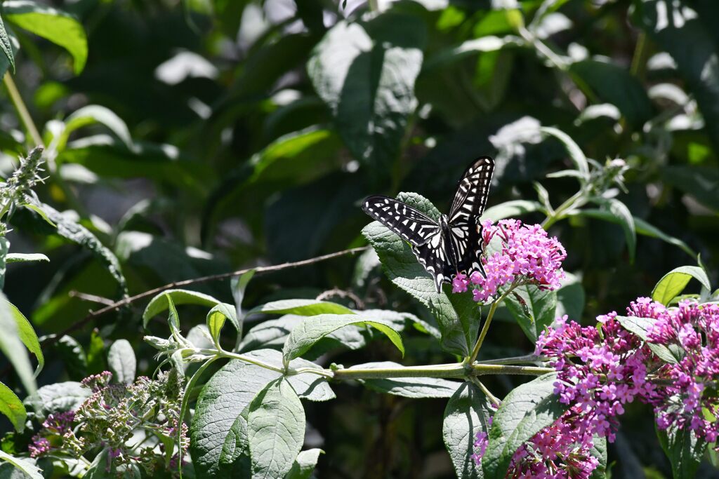 ブッドレアの開花　　DSC_8749