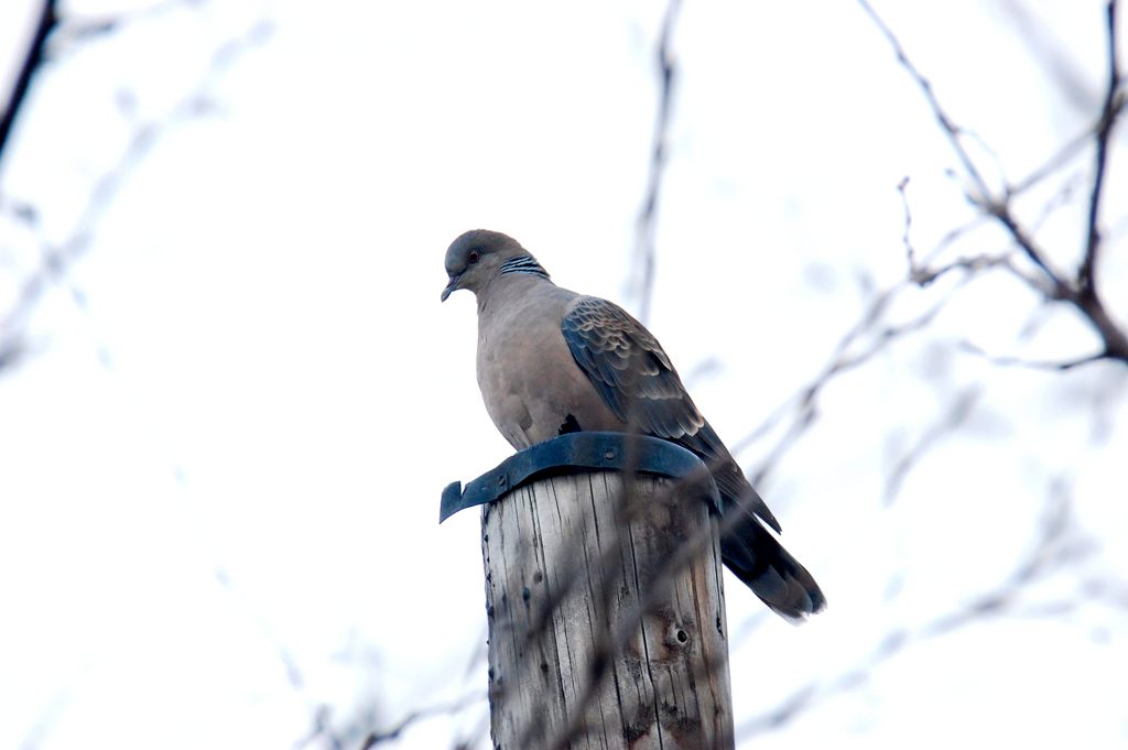 ボクも撮ってよ・・・　　DSC_6005