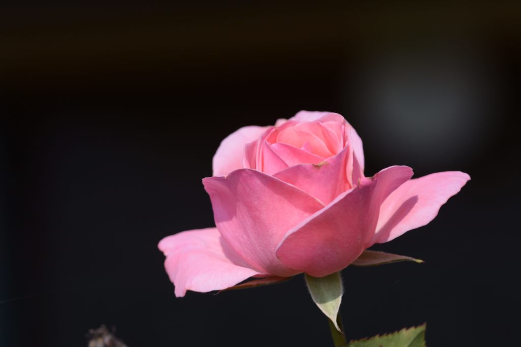 もう一輪開花　DSC_5511
