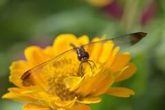 ヒャクニチソウにトンボ　DSC_7676