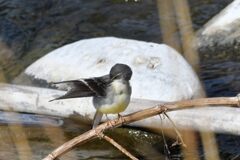 羽繕い　　　DSC_8287
