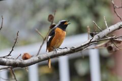 鳴く　　DSC_5130