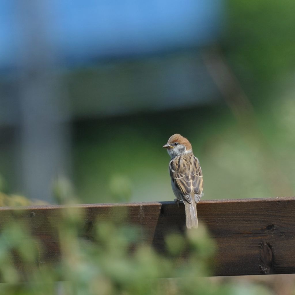大きくなったでしょ！　DSC_3781
