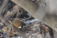 特定外来生物　DSC_6410