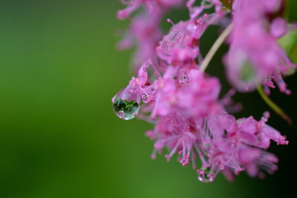 滴玉　DSC_5278