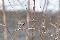 食べられるの？　DSC_3221