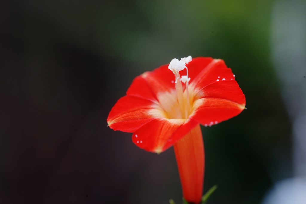 試し撮り２　　DSC02902