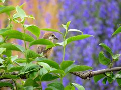 花見のモズ　　IMG_1643