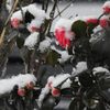 春の吹雪　DSCN4546