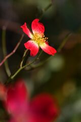 残り花　　DSC_4656